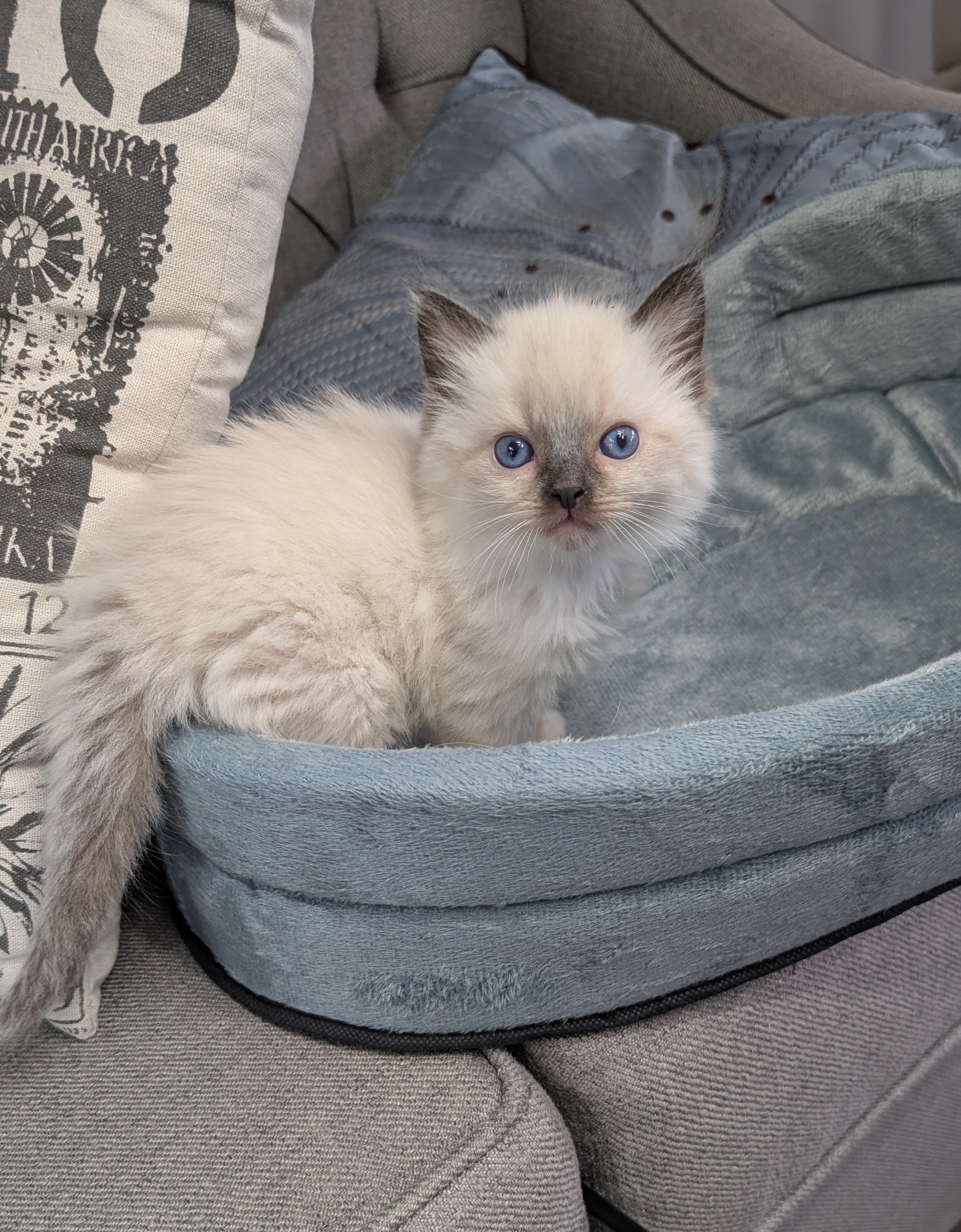 Ragdoll kitten from a past Little York litter, photo 1