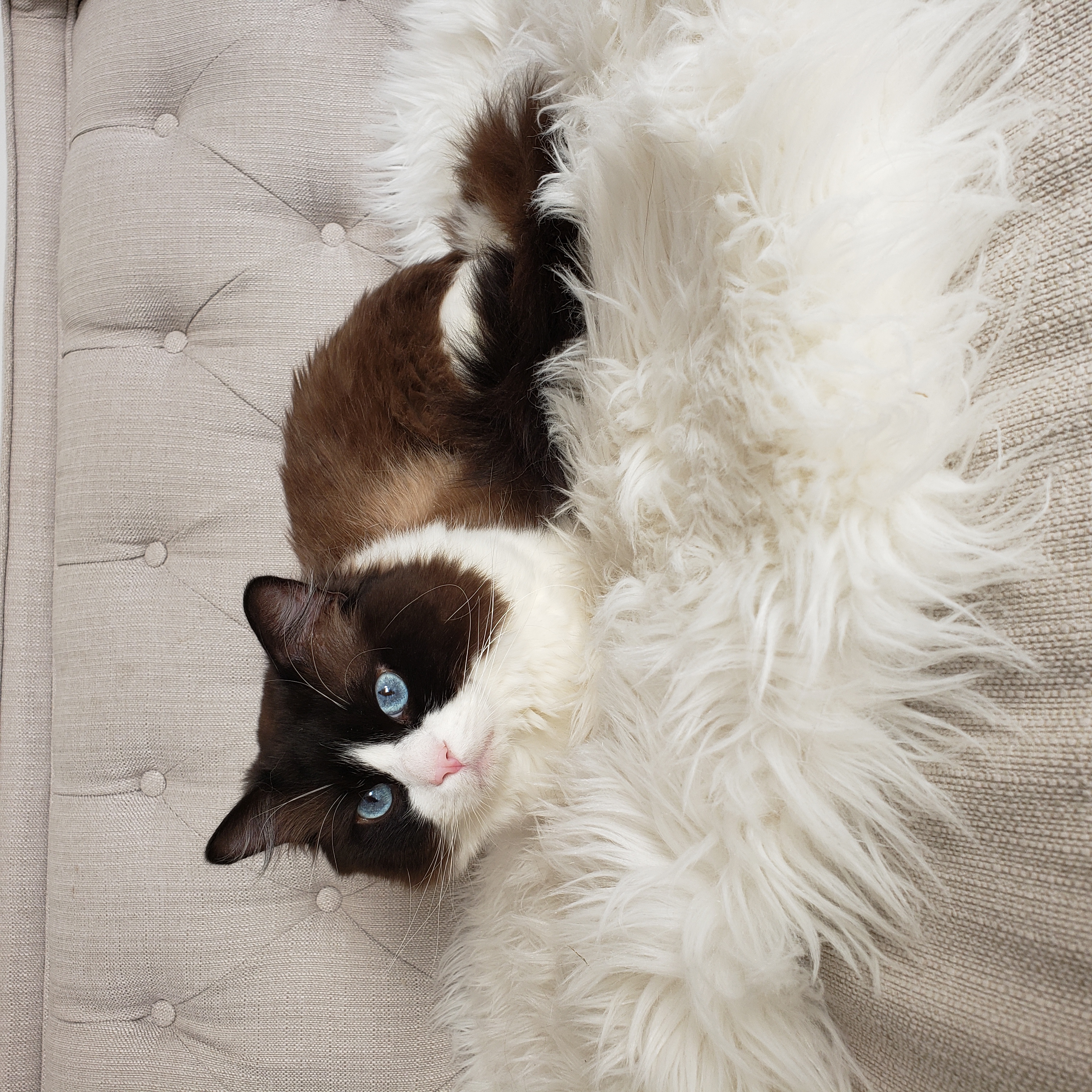 Little York Ragdoll cat