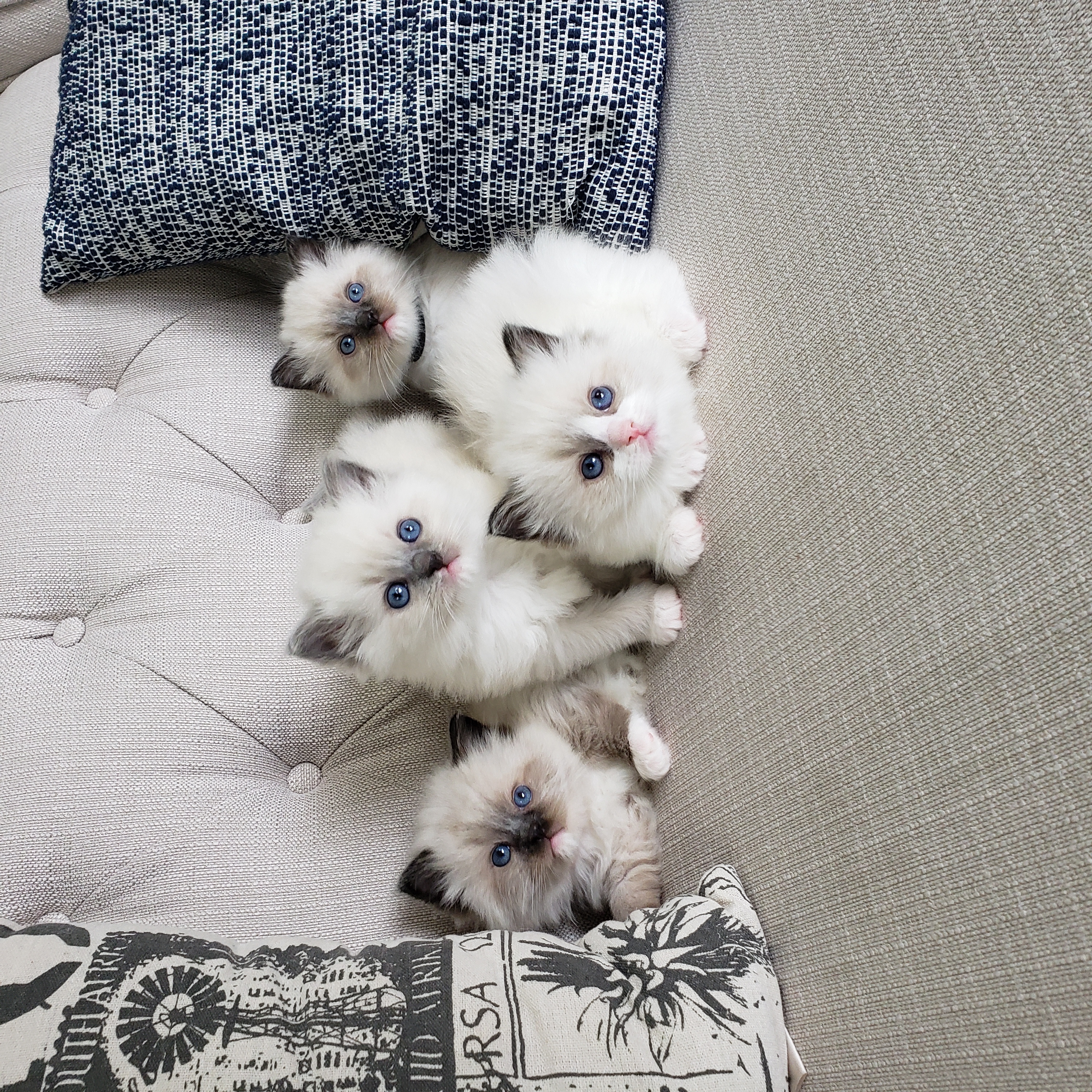 Ragdoll kitten from a past Little York litter, photo 2