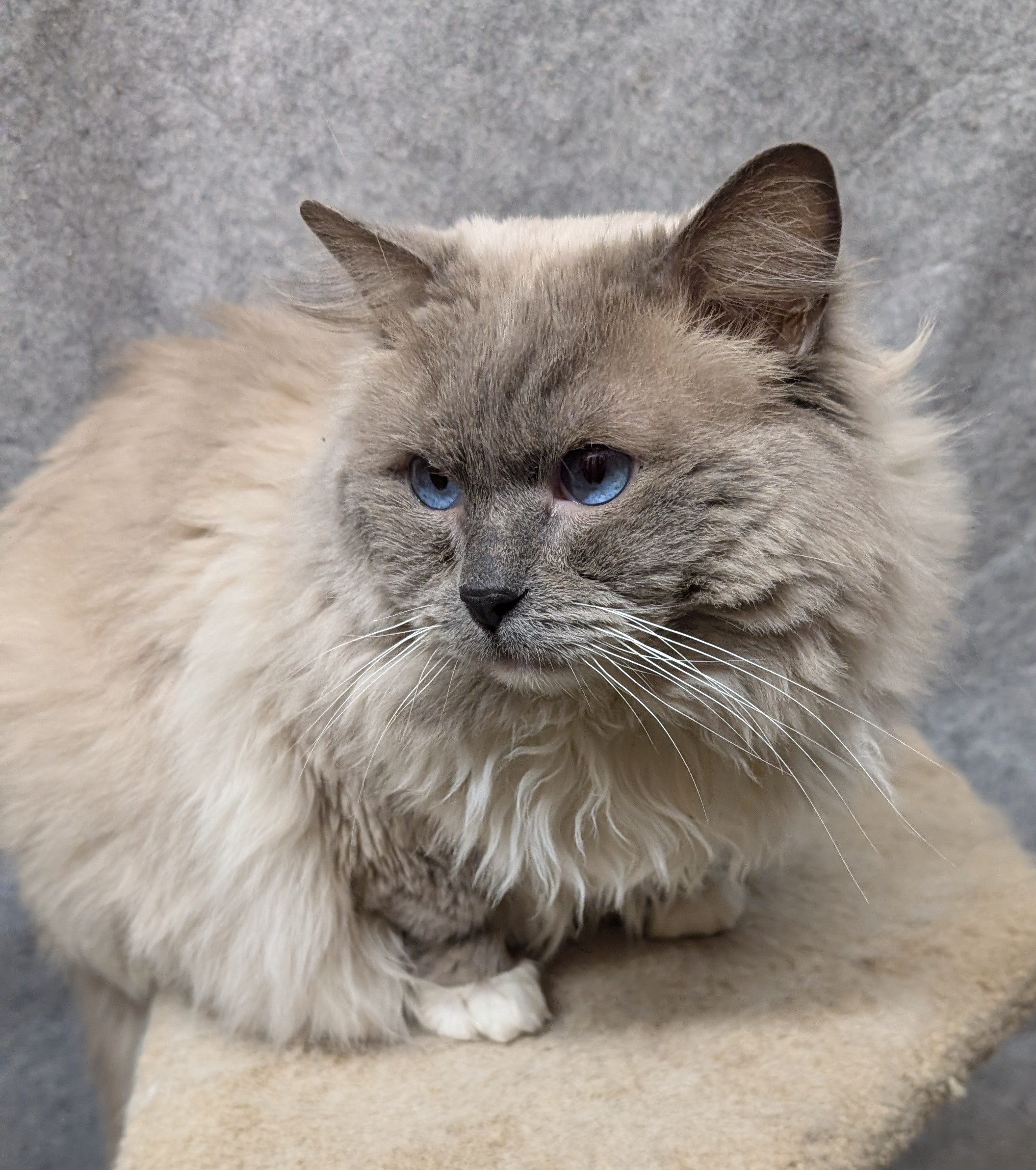 Teddy of Littleyork, blue mitted Ragdoll king at Little York Ragdolls in Toronto, photo 2