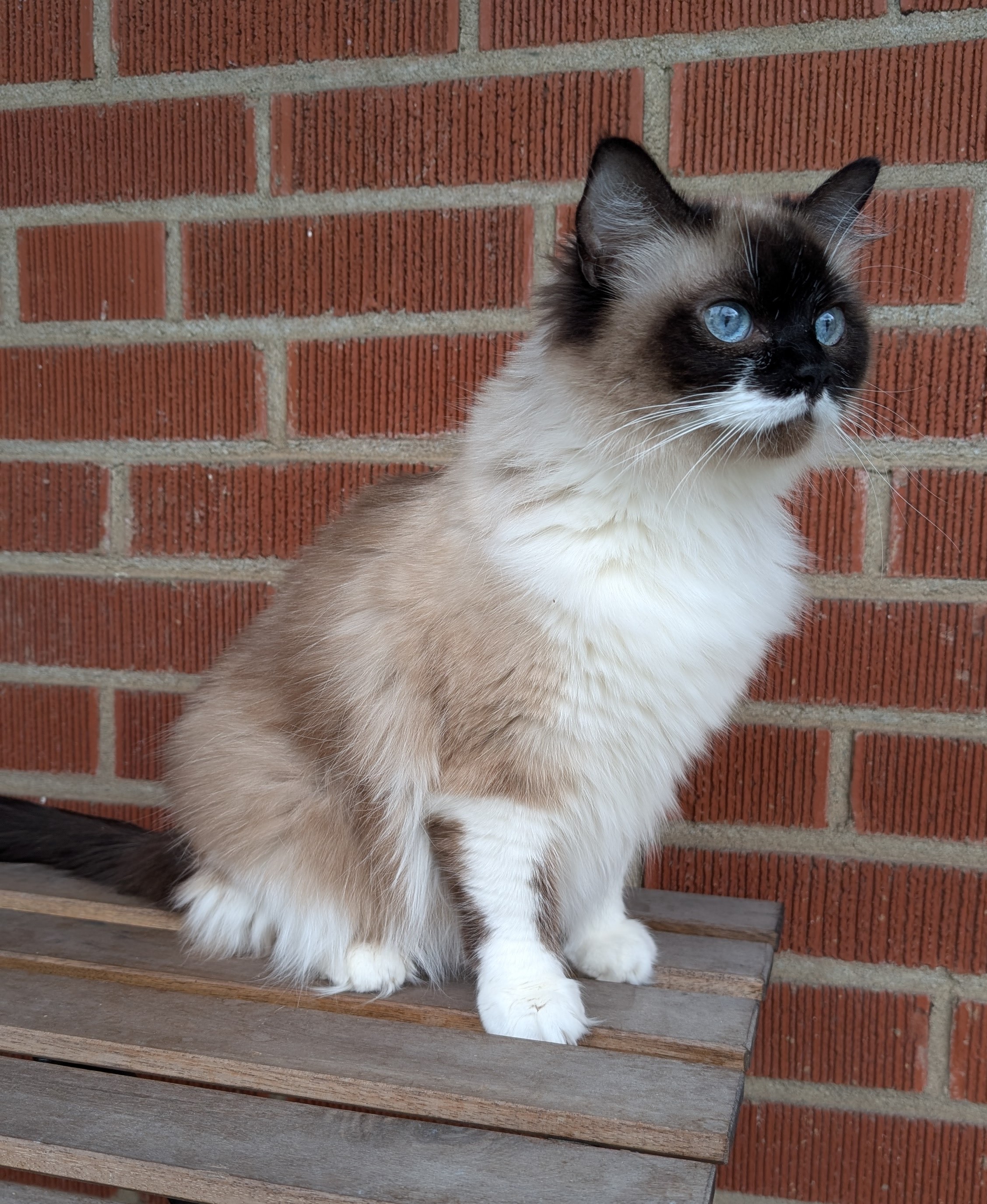 Littleyork Suki June, seal mitted Ragdoll queen at Little York Ragdolls in Toronto, photo 2