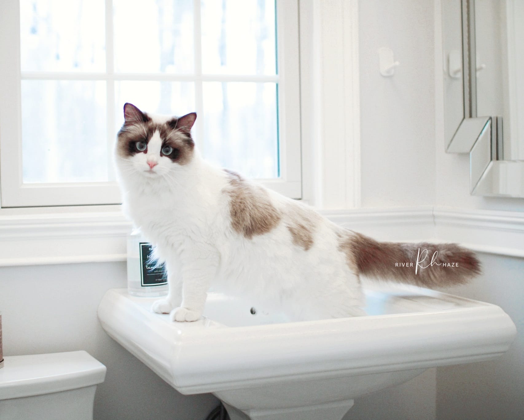 Preparing your home for a Ragdoll kitten