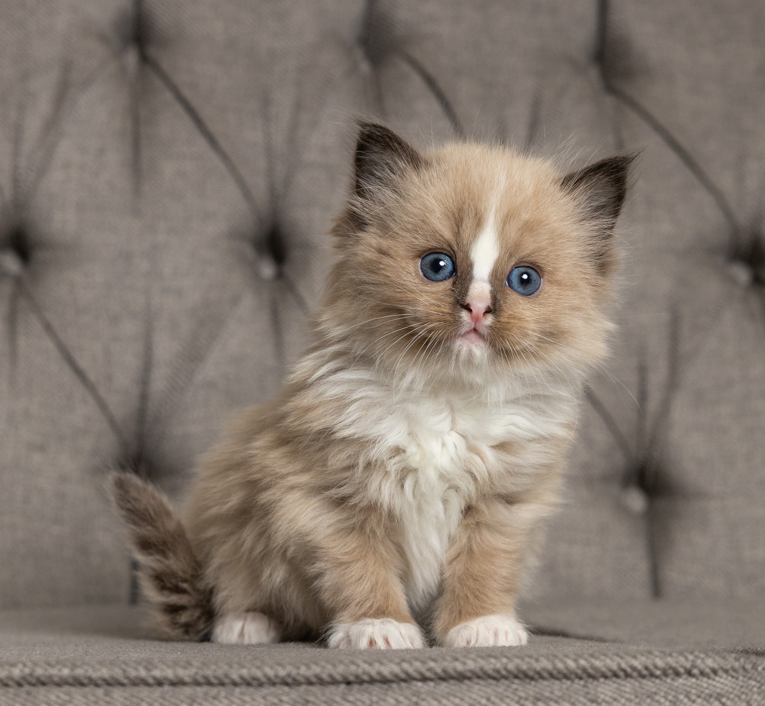 Ragdoll kitten from a past Little York litter in Toronto, photo 9