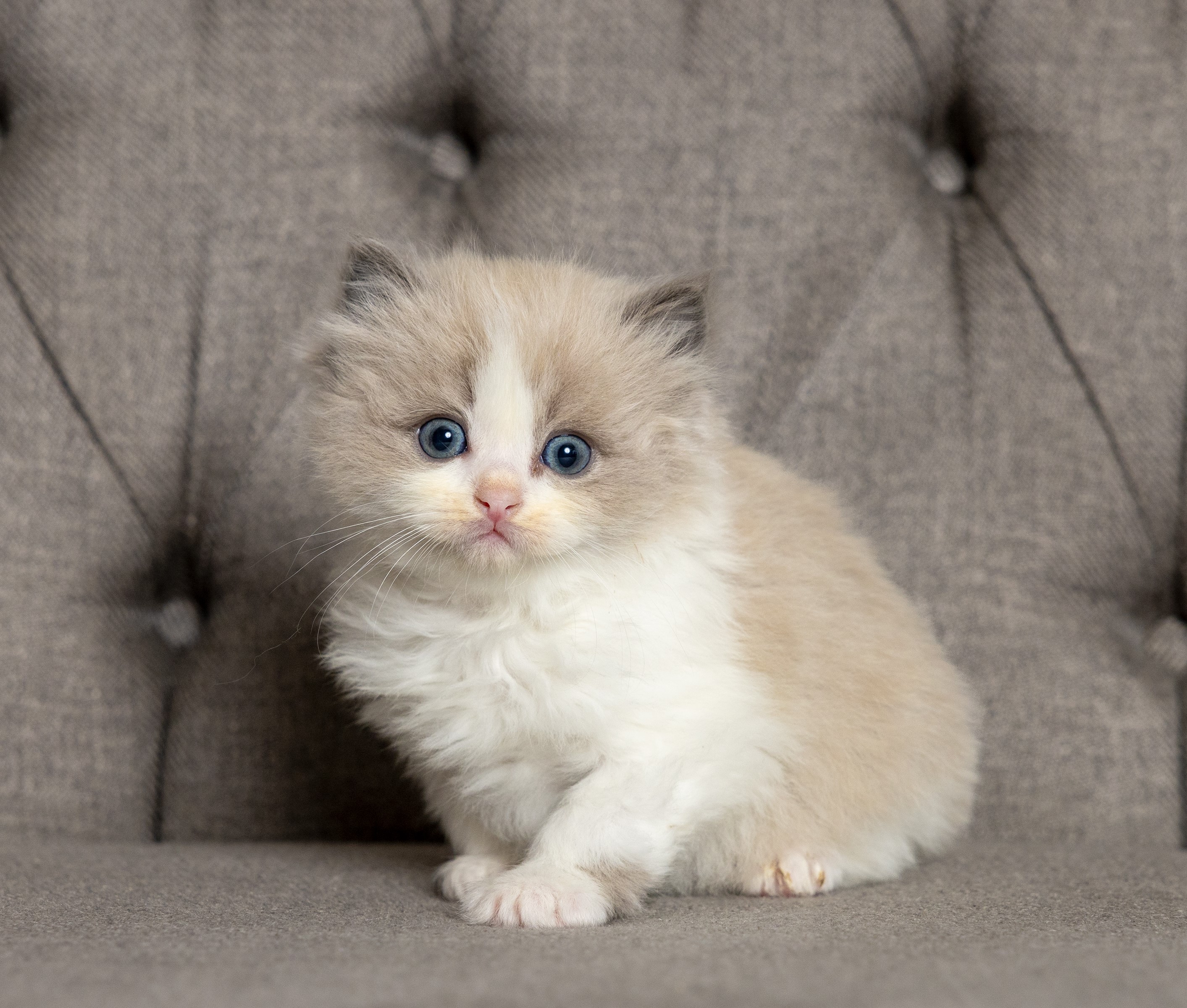 Ragdoll kitten from a past Little York litter, photo 4