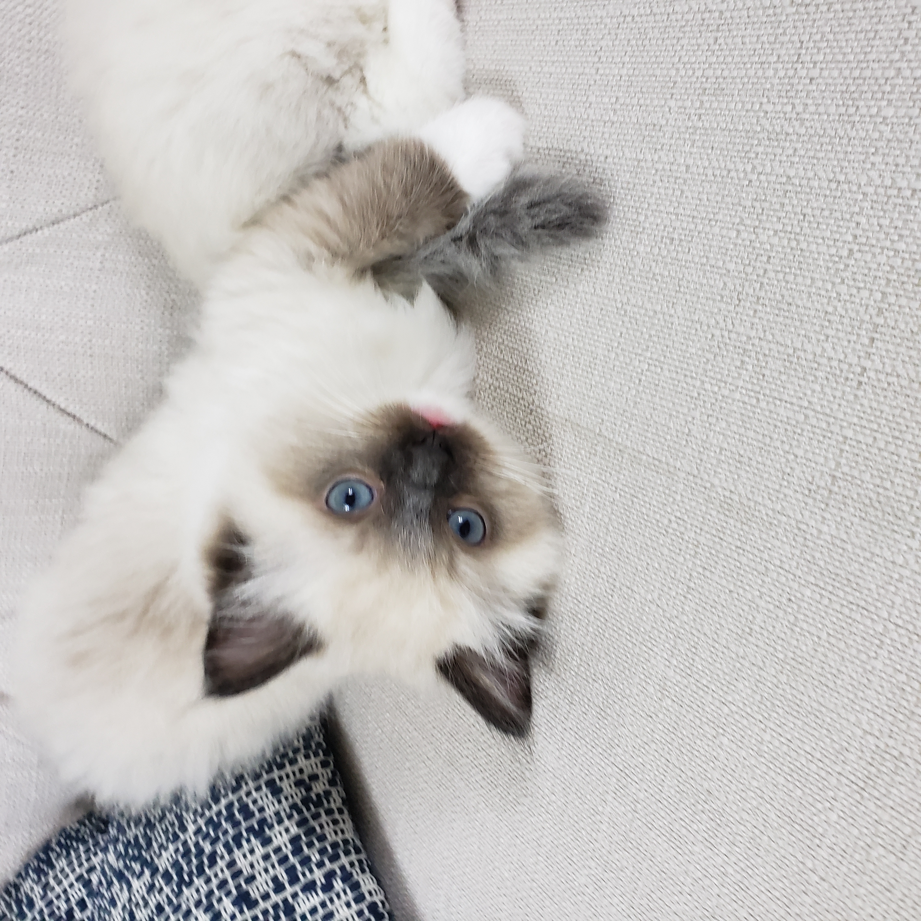Ragdoll kitten from a past Little York litter, photo 6