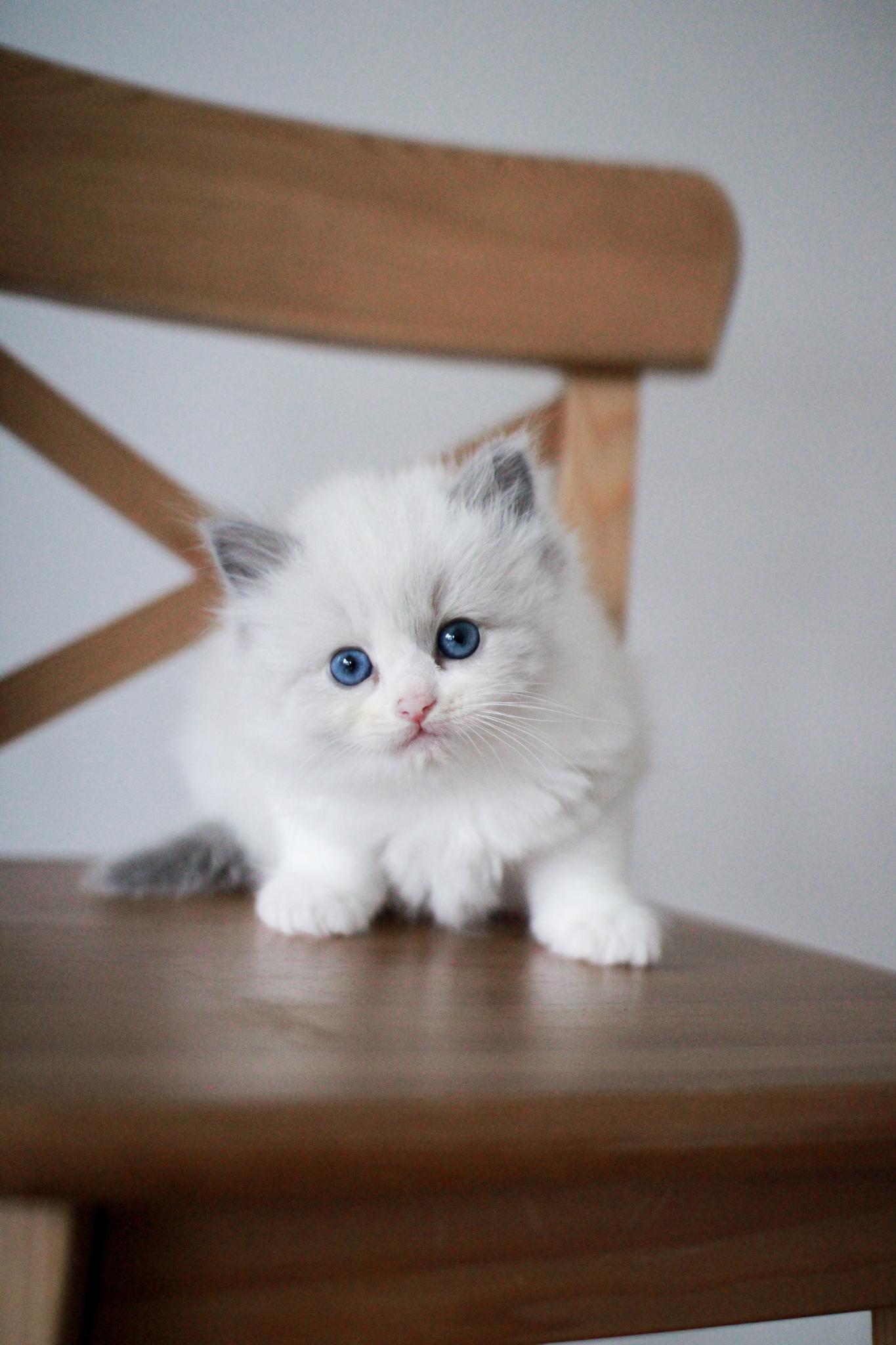 Ragdoll kitten from a past Little York litter in Toronto, photo 8