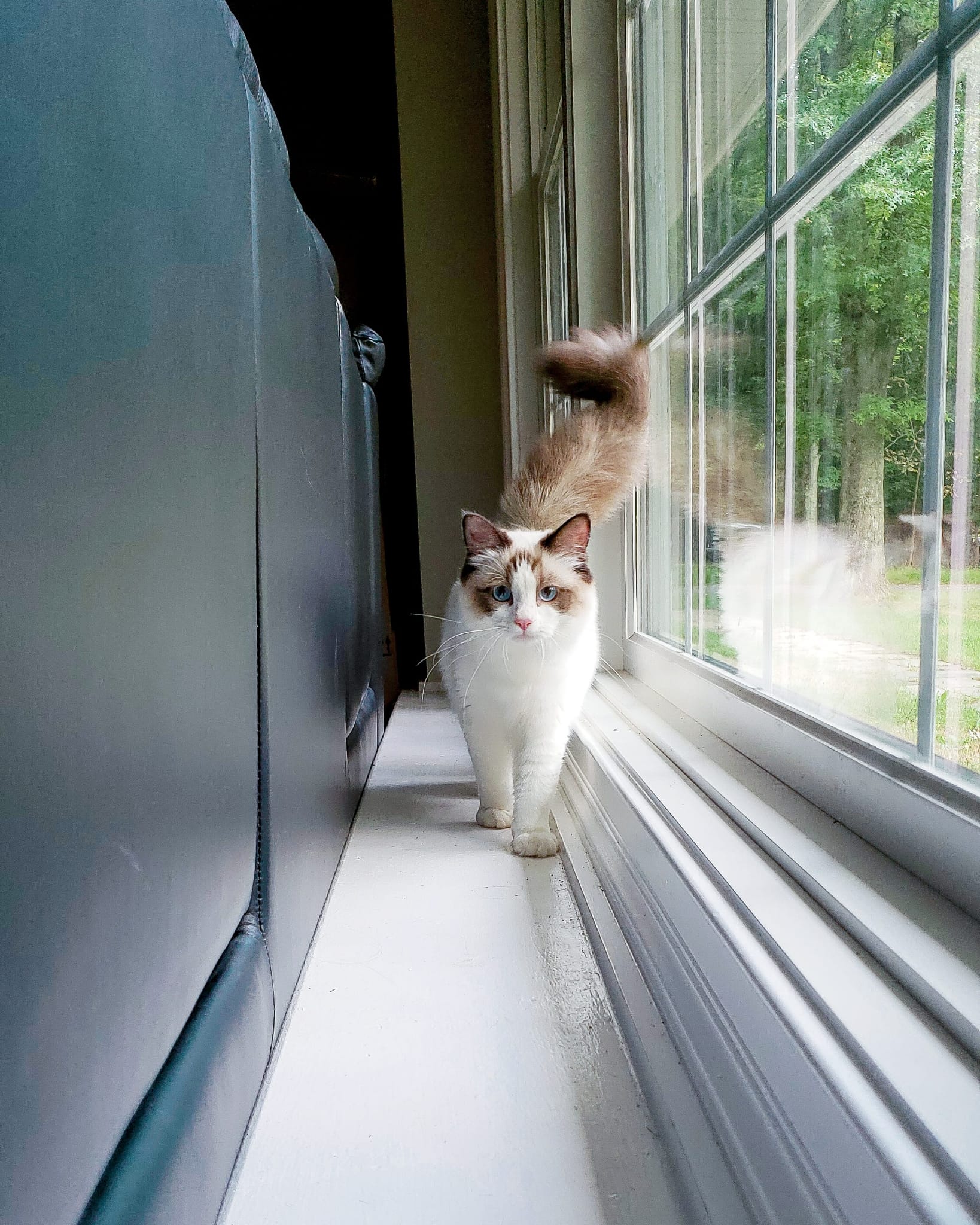 Ragdoll kitten from a past Little York litter in Toronto, photo 10